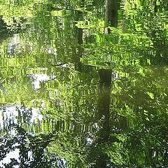 photo "Water reflection."