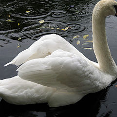 фото "Swan"