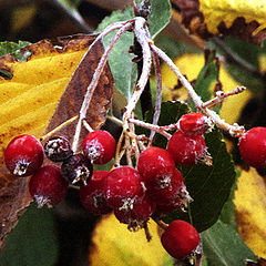 photo "Fruits"