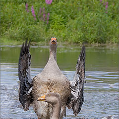 photo "Madam, I on you pray!"