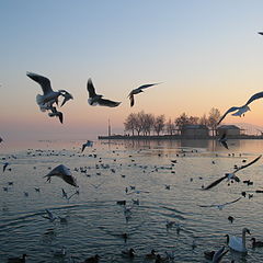 photo "The Birds"