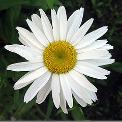 фото "Chamomile"