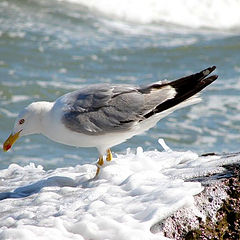 photo "herring-gull"