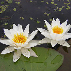 photo "water-lily"