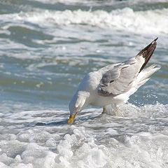 photo "nerring-gull 2"