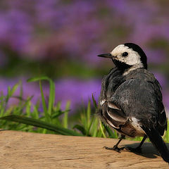 photo "sun bath"