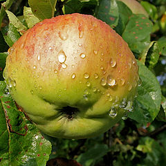 photo "Apple"