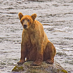 photo "Lone bear on lone rock"