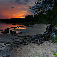 фото "Пень"