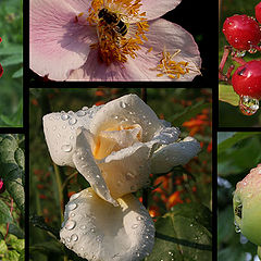 photo "The garden of Катюша after a rain"