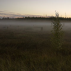 фото "Cold evening"