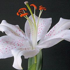 фото "oriental lily"