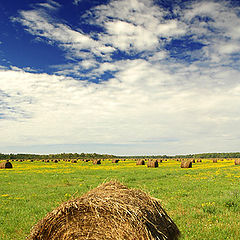 фото "hay hay it's saturday"