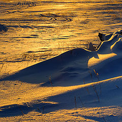 photo "Golden snow"