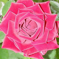 фото "ROSE"
