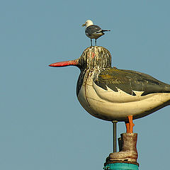 photo "I've got the point!"