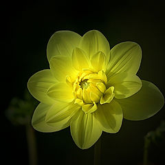 photo "Yellow and darkness"