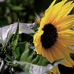 photo "The evening sunflower"