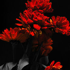 фото "Красные цветы"