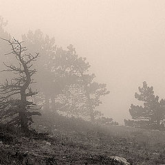 photo "upslope fog"