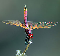 photo "Dragonflay"