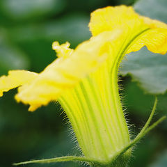 photo "The Flower of the Pumpkin"