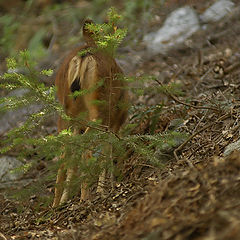 photo "Deer"