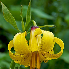 фото "Горный колокольчик"