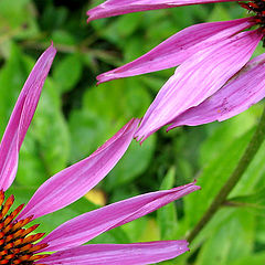 photo "Echinoceum"