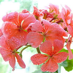 photo "***"