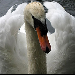 photo "Swan portrait"
