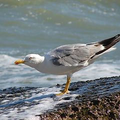 photo "herring gull 3"