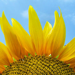 photo "Sunflower"