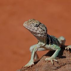 photo "Lizard in Palo Duro"