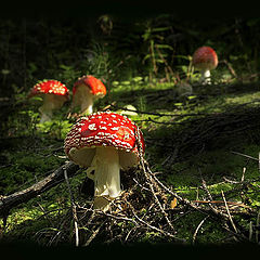 photo "Fly agarics"