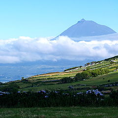 photo "Our neighbor Pico"