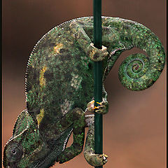 photo "Chameleon"