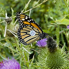 photo "Tagged Monarch"