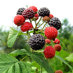 photo "Raspberries"