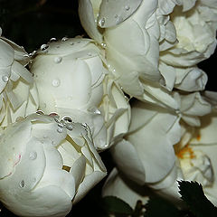 photo "Dew on roses has laid down"