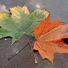 photo "***"
