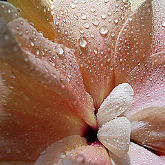 photo "Dew on a flower"