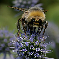 photo "Flora and fauna of this summer"