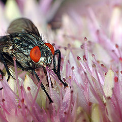 фото "Red eyes"