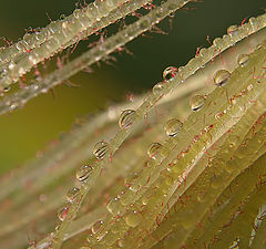 photo "The flower of corn"