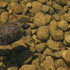 photo "Little turtle on the lake"