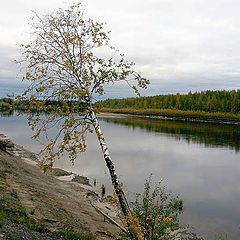 photo "birch above river"