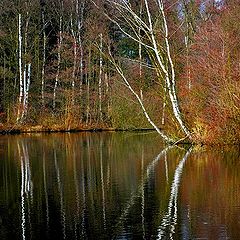 photo "reflection"