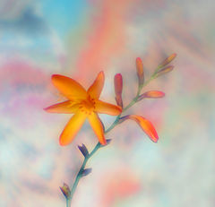 photo "Delicate"