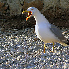 photo "Noisy bird of the sea."